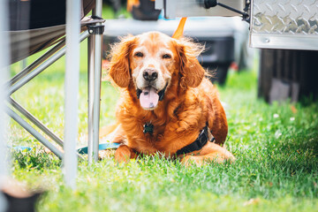 golden retriever dog