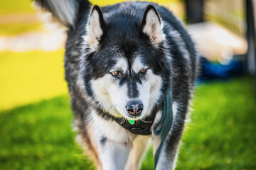 portrait of a dog