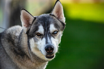 portrait of husky