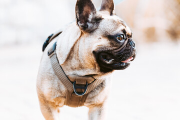 portrait of a dog