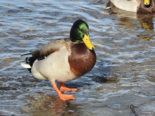 Wintering mallard finally getting a small taste of warmer weather while waiting patiently on the ice