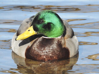 Wintering mallard finally getting a small taste of warmer weather while waiting patiently on the ice