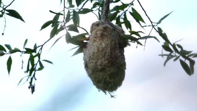River tit nest. Eurasian penduline tit or European penduline tit (Remiz pendulinus) is passerine bird of genus Remiz. It is relatively widespread throughout western Palearctic.