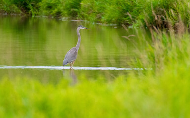 great blue heron ardea cinerea