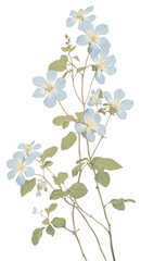 PNG Illustration of a Jasmine blue blossom flower plant.