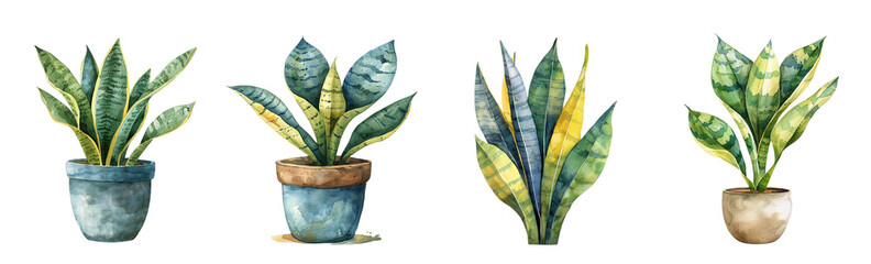 Snake plant, watercolour Clipart, white background 
 - obrazy, fototapety, plakaty