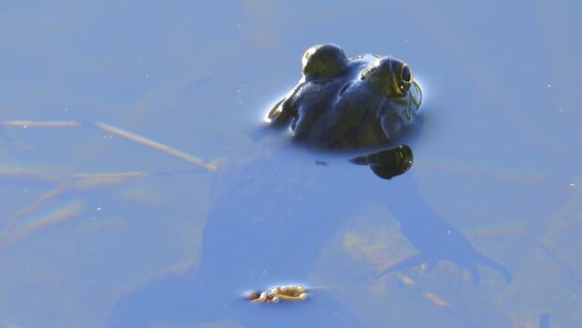 American Bullfrog Floating then Diving in Pond