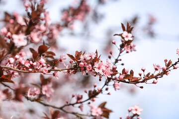 Beautiful blossoming tree branches on sunny spring day outdoors