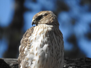 Female Cooper's Hawk perched on a branch while waiting for her mate to return