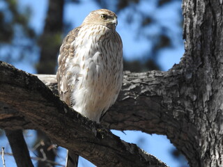 Female Cooper's Hawk perched on a branch while waiting for her mate to return