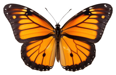 PNG  Butterfly animal insect white background. 