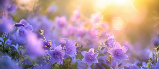 Lovely spring scenery featuring a bouquet of campanula flowers. - obrazy, fototapety, plakaty