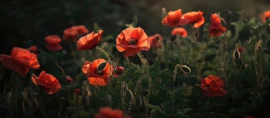 Poppies are wildflowers that bloom.