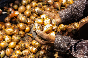 Bulb onion harvest in the agricultural fields of Boyaca, Colombia - Allium cepa