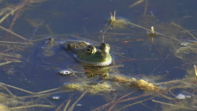 American Bullfrog Floating then Diving in Pond