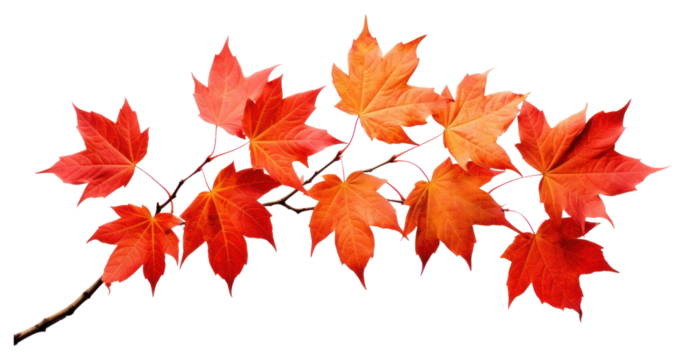 PNG  Autumn Leaves autumn leaves maple.