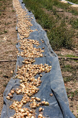 Bulb onion harvest in the agricultural fields of Boyaca, Colombia - Allium cepa