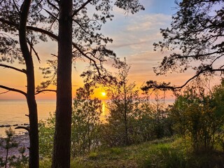 Picturesque sunset over the calm sea, the golden hues reflecting off the water, framed by the silhouettes of pine trees on the shore, creating a mesmerizing and serene scene in natures canvas.