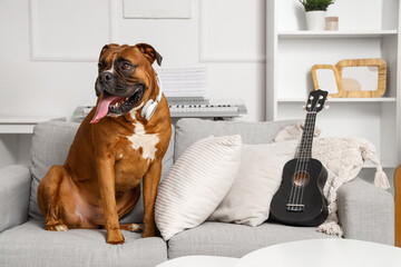 Boxer dog with headphones and ukulele on sofa at home