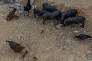 Pigs and chicken in Namkhon village near Luang Namtha town, Laos