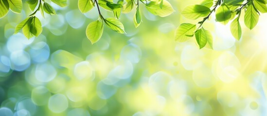 Background of spring with blurred background of green tree leaves