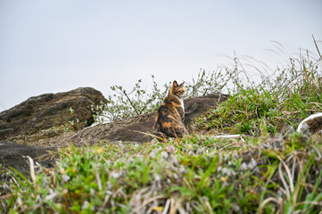 Obraz premium 海岸に住む野生の猫