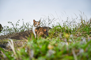 海岸に住む野生の猫