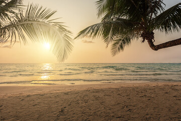 Coconut tree on a tropical island with beautiful beach at sunset.