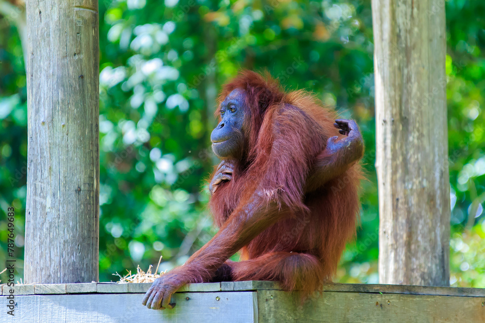 Wall mural orangutans or pongo pygmaeus is the only asian great found on the island of borneo and sumatra