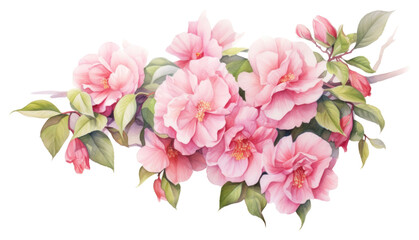 PNG Camellia flowers blossom nature petal.  - obrazy, fototapety, plakaty
