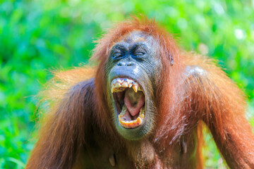 orangutans or pongo pygmaeus is the only asian great found on the island of Borneo and Sumatra