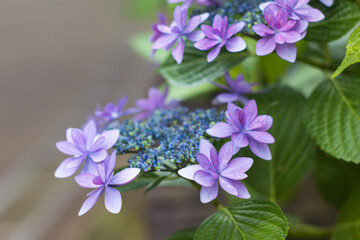 淡い紫のガクアジサイの花