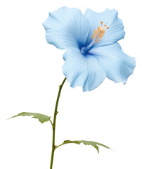 PNG  Blue hibiscus blossom flower petal. - obrazy, fototapety, plakaty