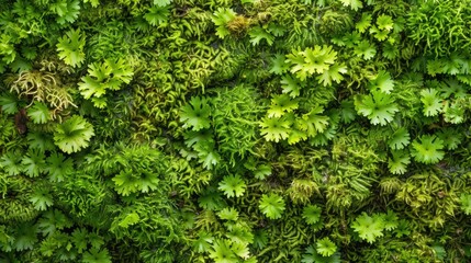 Fototapeta premium Close up Nature Photograph Featuring Abundant Moss with Intricate Texture for Nature Backdrops
