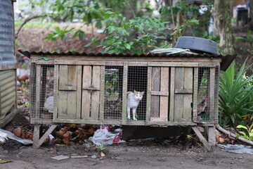 Cat behind a cage in a philippines province on March 24, 2024