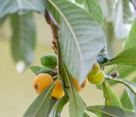 Ripe and Unripe Loquat Fruit Growing on Tree in Backyard, Anaheim, California, USA, square-no people