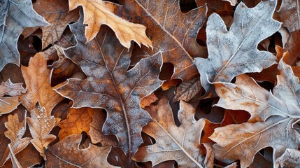 Oak leaves that have fallen are blanketed in a layer of frost