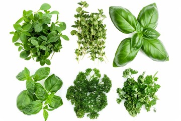 Various herbs isolated on white background