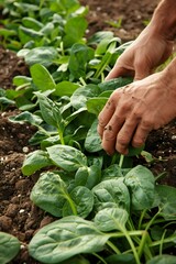 Naklejka na ściany i meble Farmer Harvesting Fresh Organic Spinach Leaves from Lush Green Garden