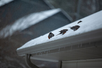 Birds in Snow