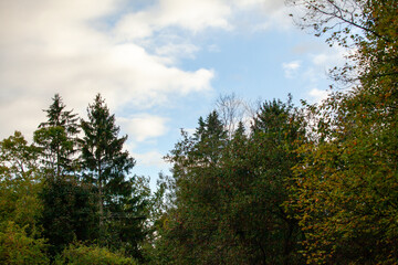 Fototapeta premium Pine Sky Line