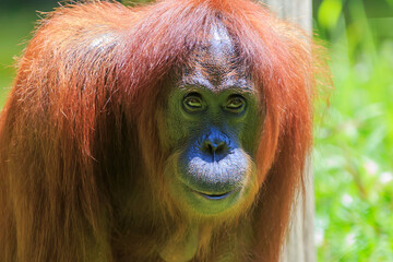 orangutans or pongo pygmaeus is the only asian great found on the island of Borneo and Sumatra