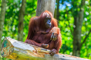 orangutans or pongo pygmaeus is the only asian great found on the island of Borneo and Sumatra © Yusnizam Yusof