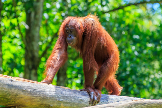 orangutans or pongo pygmaeus is the only asian great found on the island of Borneo and Sumatra