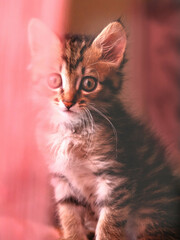 Partial blurred portrait, Close-up cute, furry cat,  Little kitten relaxing in sunlight. Cozy home. Pink color