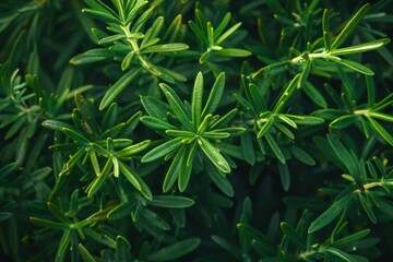 Fresh rosemary grows outdoors Close up of rosemary leaves Organic plants growing for seasoning Nature s healthy cooking ingredients