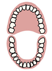 歯型（歯茎付き） - obrazy, fototapety, plakaty