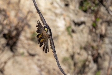 断崖絶壁をバックに獲物を求めて悠然と旋回するハヤブサ幼鳥