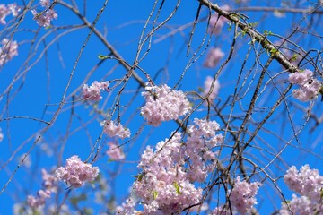 青空バックに見上げる満開の淡いピンクの枝垂れ桜