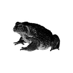 Marine Toad hand drawing vector isolated on background.